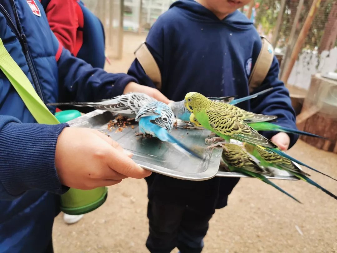 【力迈九华】远离城市喧嚣，感受自然美丽—力迈幼儿园大自然亲近课(图8)