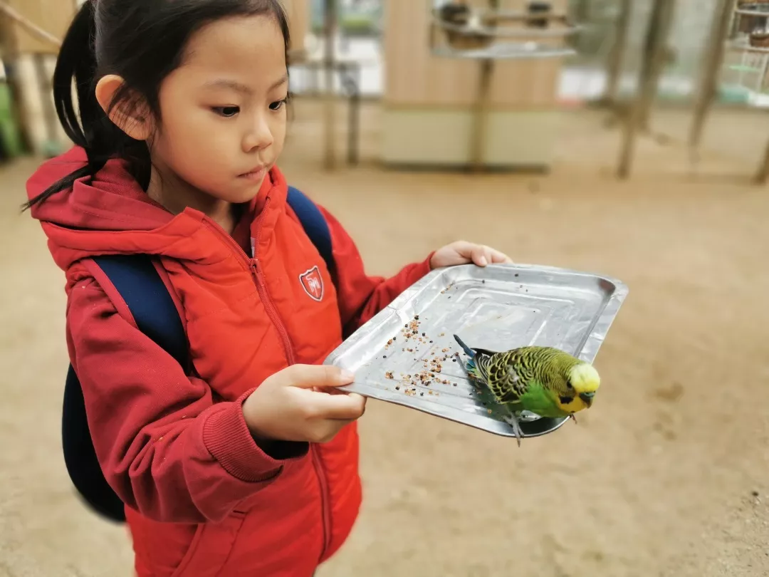 【力迈九华】远离城市喧嚣，感受自然美丽—力迈幼儿园大自然亲近课(图9)