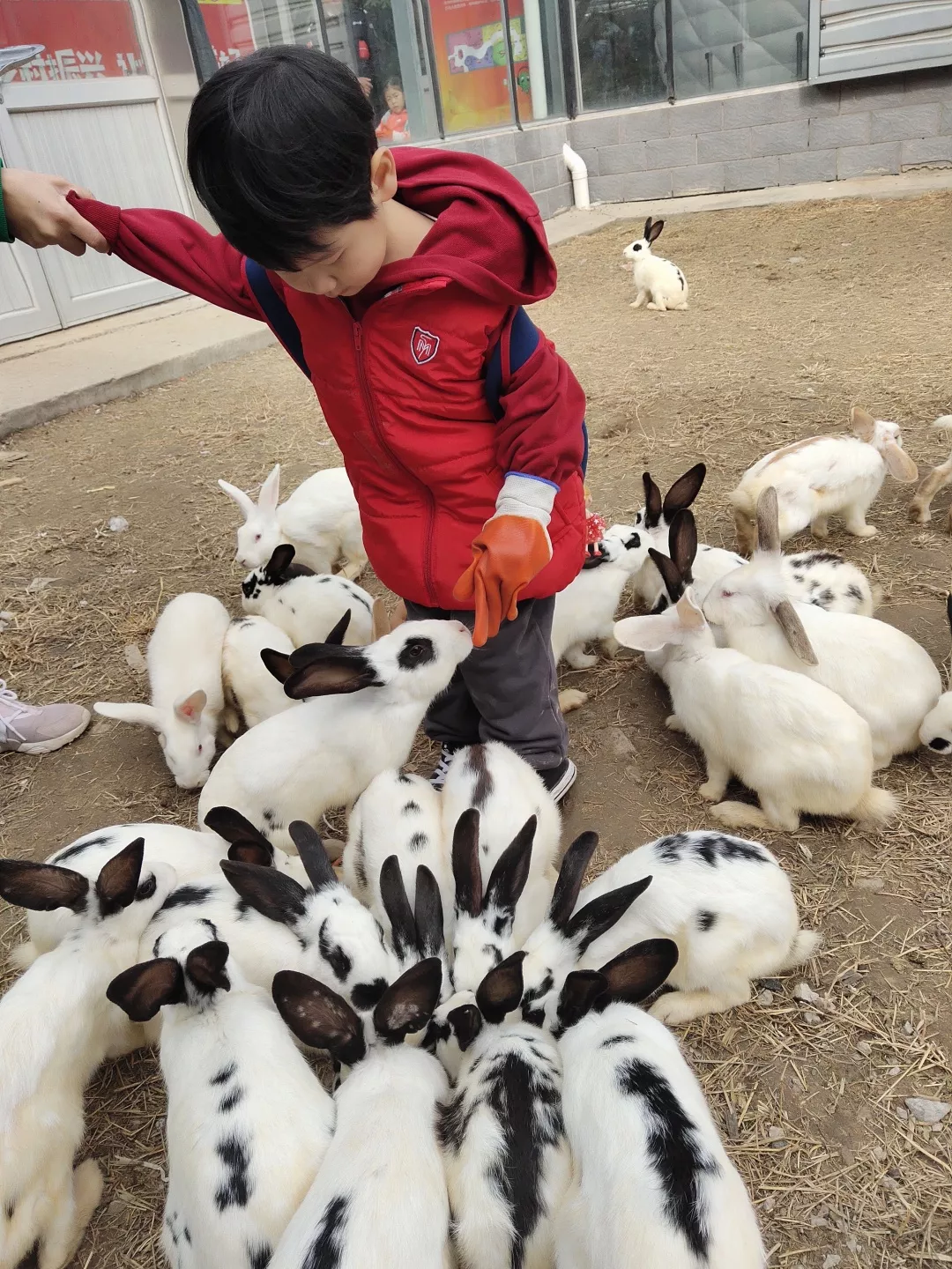 【力迈九华】远离城市喧嚣，感受自然美丽—力迈幼儿园大自然亲近课(图22)