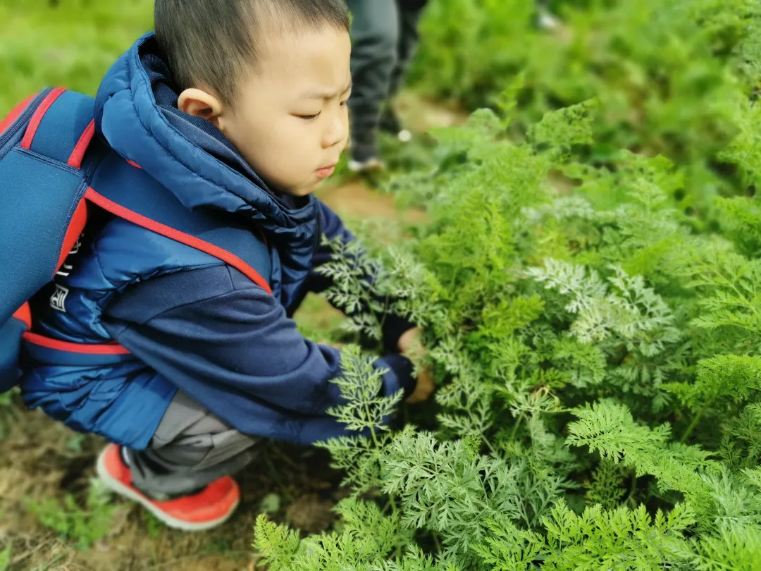 【力迈九华】远离城市喧嚣，感受自然美丽—力迈幼儿园大自然亲近课(图38)