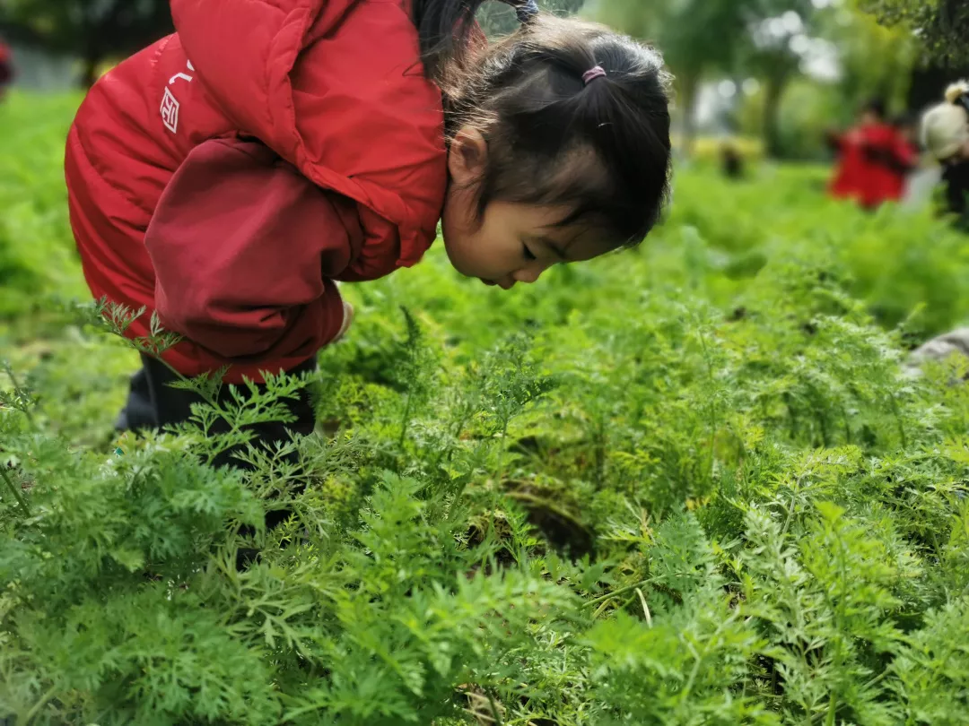 【力迈九华】远离城市喧嚣，感受自然美丽—力迈幼儿园大自然亲近课(图43)