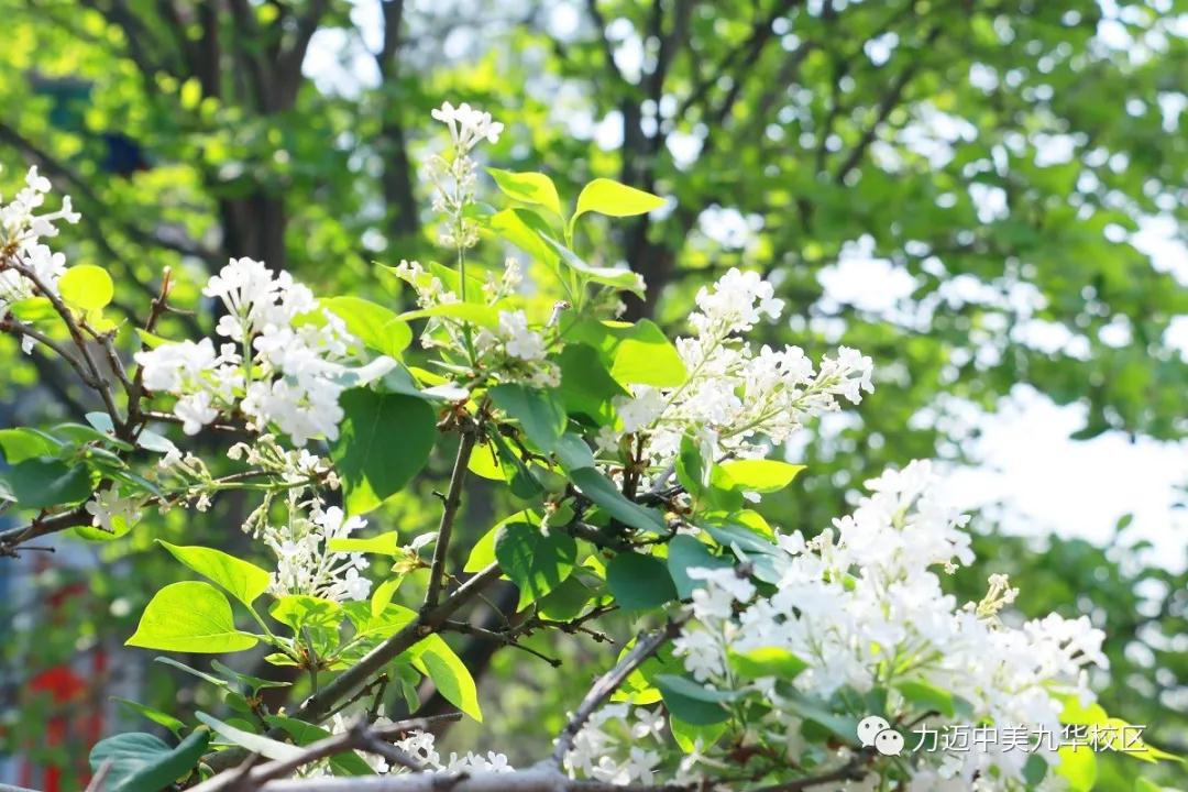 疫云消散，丁香花开|校园坚持全面消杀防控工作不松懈，等你归来(图2)